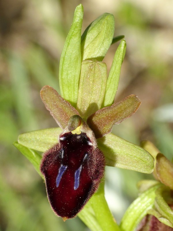 Prima fioritura di orchidee a Palena nel Parco Nazionale della Majella - maggio 2022.